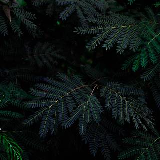 Dark green aesthetic desktop wallpaper