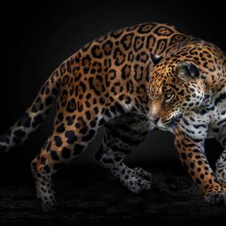 Jaguar desktop wallpaper