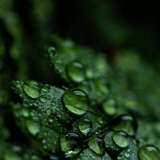 Green 4k aesthetic wallpaper