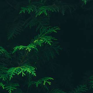 Dark green aesthetic desktop wallpaper