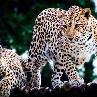 Jaguar desktop wallpaper