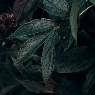 Dark green aesthetic desktop wallpaper