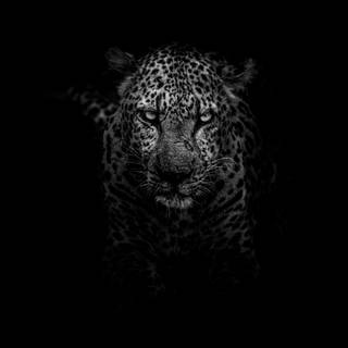 Jaguar desktop wallpaper