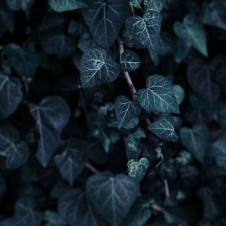 Dark green aesthetic desktop wallpaper