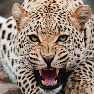 Jaguar desktop wallpaper