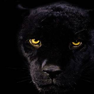 Jaguar desktop wallpaper