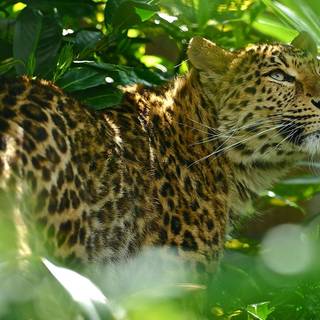 Jaguar desktop wallpaper