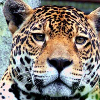 Jaguar desktop wallpaper