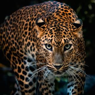 Jaguar desktop wallpaper