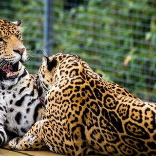 Jaguar desktop wallpaper