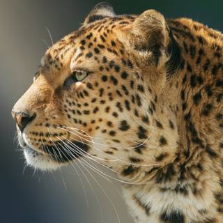 Jaguar desktop wallpaper