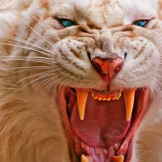 Angry mobile wallpaper