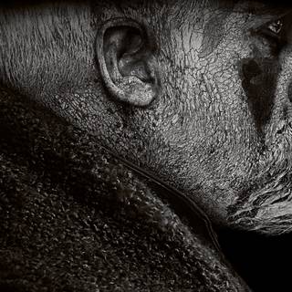 Tom Hardy mobile wallpaper