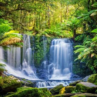 Rainforest wallpaper