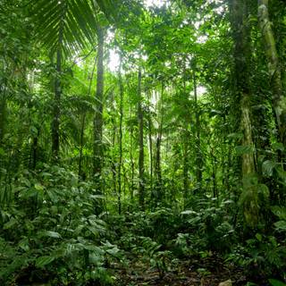 Rainforest wallpaper