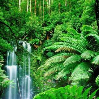 Rainforest wallpaper