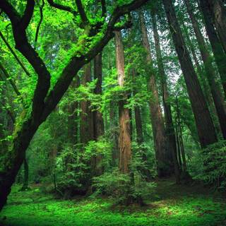 Rainforest wallpaper