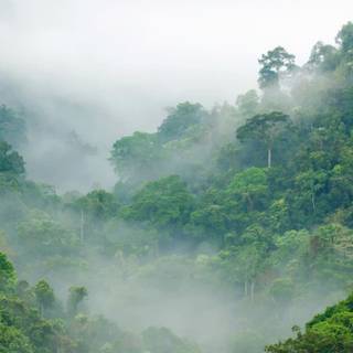 Rainforest wallpaper