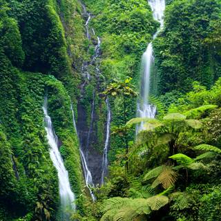 Rainforest wallpaper