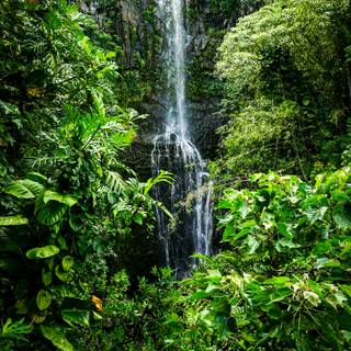 Rainforest wallpaper