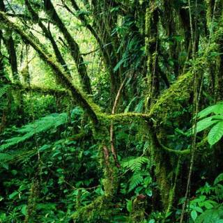 Rainforest wallpaper