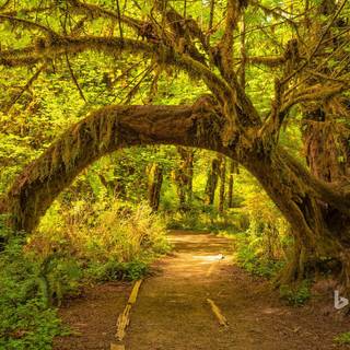 Rainforest wallpaper