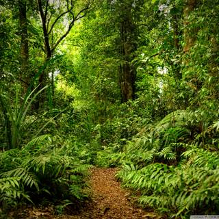 Rainforest wallpaper