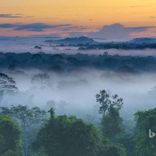 Rainforest wallpaper