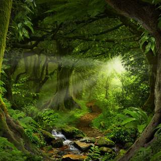 Rainforest wallpaper
