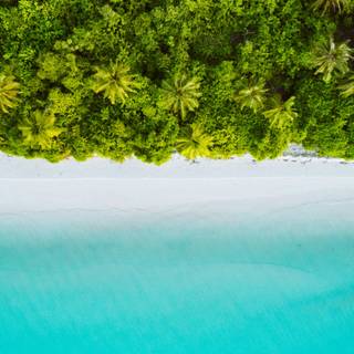 Rainforest wallpaper