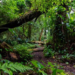 Rainforest wallpaper