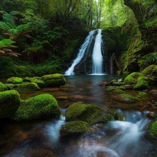 Rainforest wallpaper