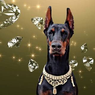 Cool Doberman wallpaper