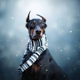 Cool Doberman wallpaper