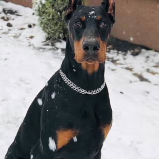 Cool Doberman wallpaper