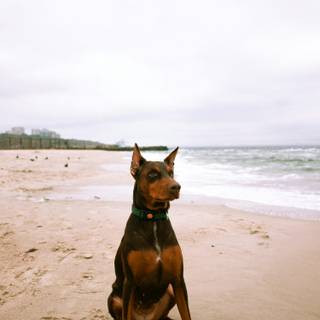 Cool Doberman wallpaper