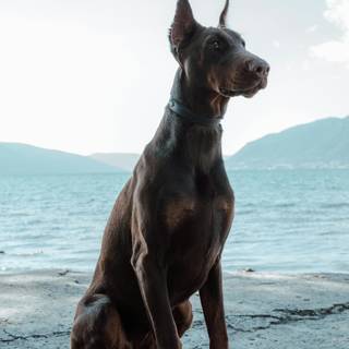 Cool Doberman wallpaper