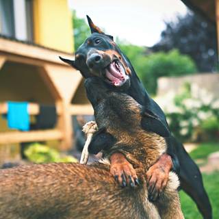 Cool Doberman wallpaper