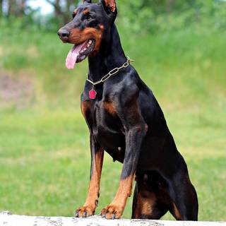 Cool Doberman wallpaper