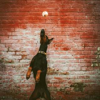 Cool Doberman wallpaper