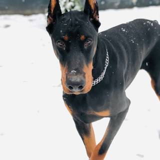 Cool Doberman wallpaper