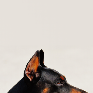 Cool Doberman wallpaper