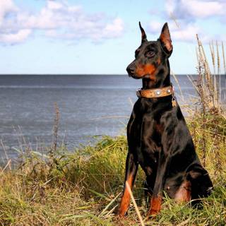 Cool Doberman wallpaper