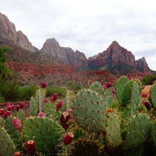 Prickly pear wallpaper