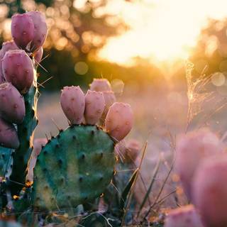 Prickly pear wallpaper