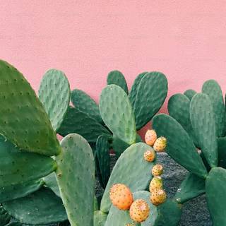 Prickly pear wallpaper