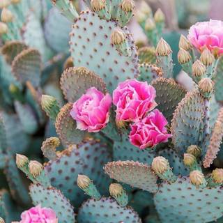 Prickly pear wallpaper