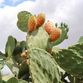 Prickly pear wallpaper