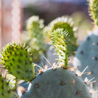 Prickly pear wallpaper