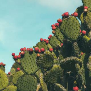 Prickly pear wallpaper